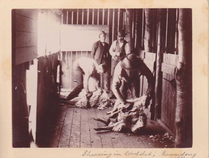 Unknown photographer. 'Shearing in Woolshed, Quandong' 1887
