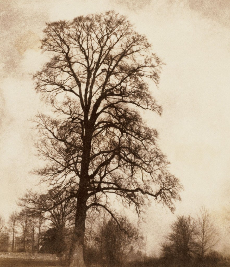 William Henry Fox Talbot (British, 11 February 1800 - 17 September 1877) 'The Great Elm at Lacock' 1843-1845
