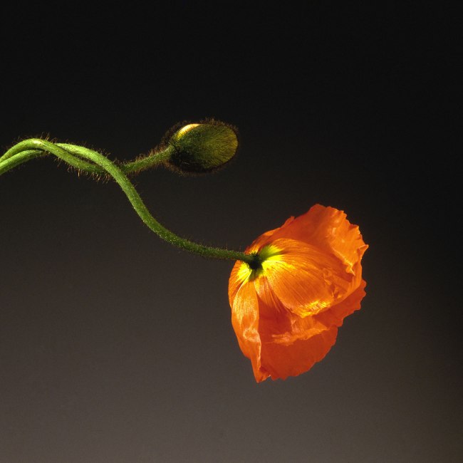 Robert Mapplethorpe (American, 1946-1989) 'Poppy' 1988