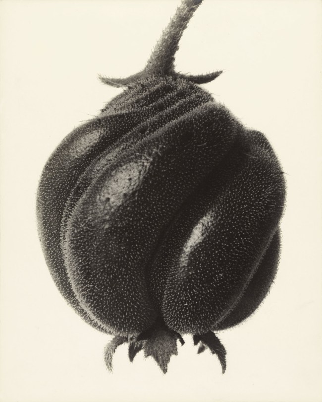 Karl Blossfeldt (German, 1865-1932) 'Blumenbachia hieronymi. Blumenbachia' 1898-1932