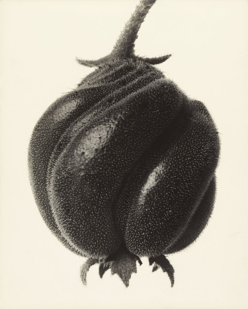 Karl Blossfeldt (German, 1865-1932) 'Blumenbachia hieronymi. Blumenbachia' 1898-1932