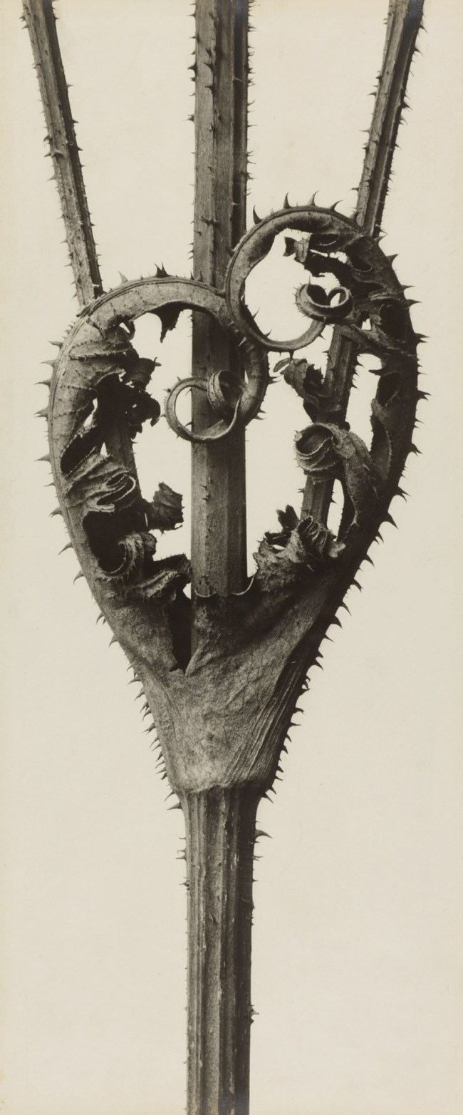 Karl Blossfeldt (German, 1865-1932) 'Dipsacus laciniatus. Cutleaf Teasel' before 1927