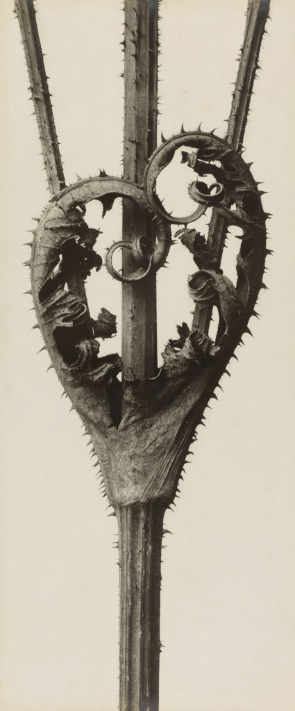 Karl Blossfeldt (German, 1865-1932) 'Dipsacus laciniatus. Cutleaf Teasel' before 1927