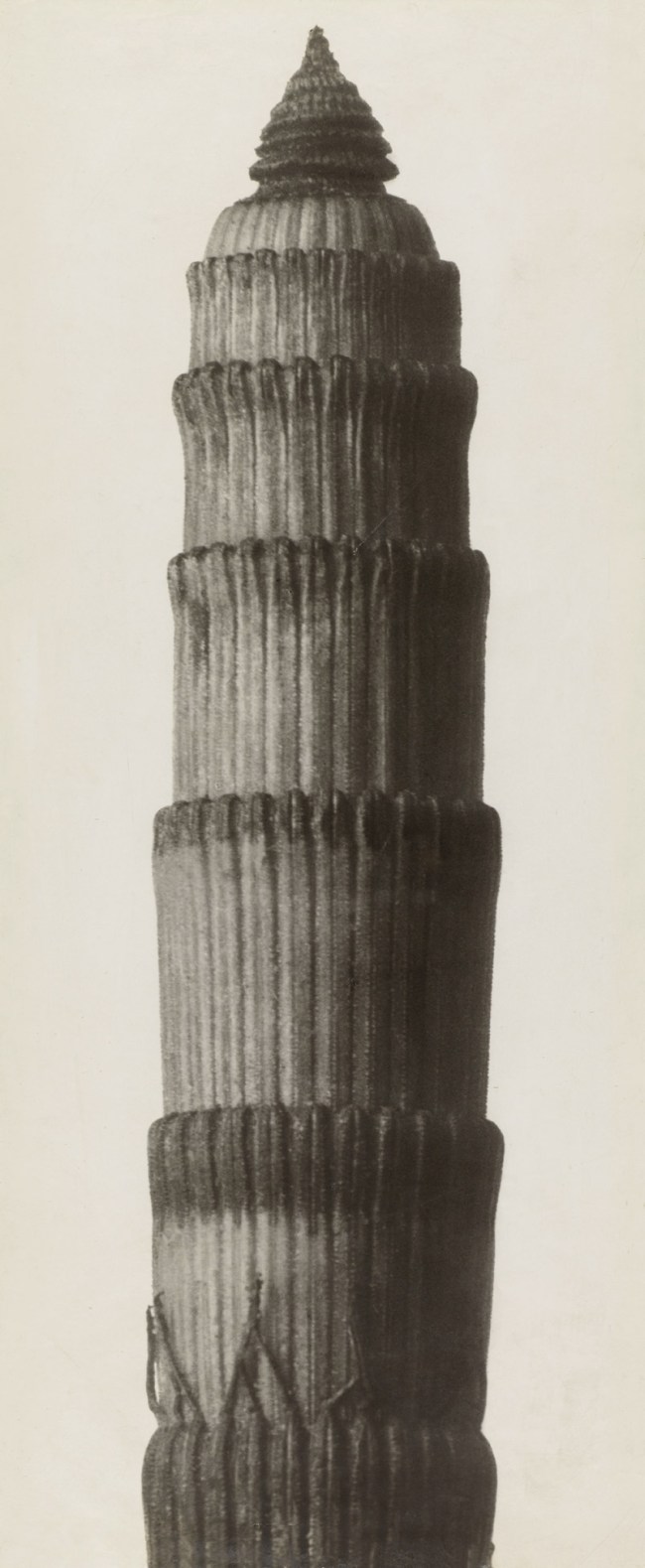 Karl Blossfeldt (German, 1865-1932) 'Equisetum hyemale. Winter Horsetail' before 1929