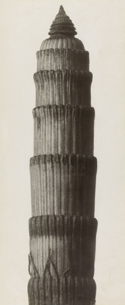 Karl Blossfeldt (German, 1865-1932) 'Equisetum hyemale. Winter Horsetail' before 1929
