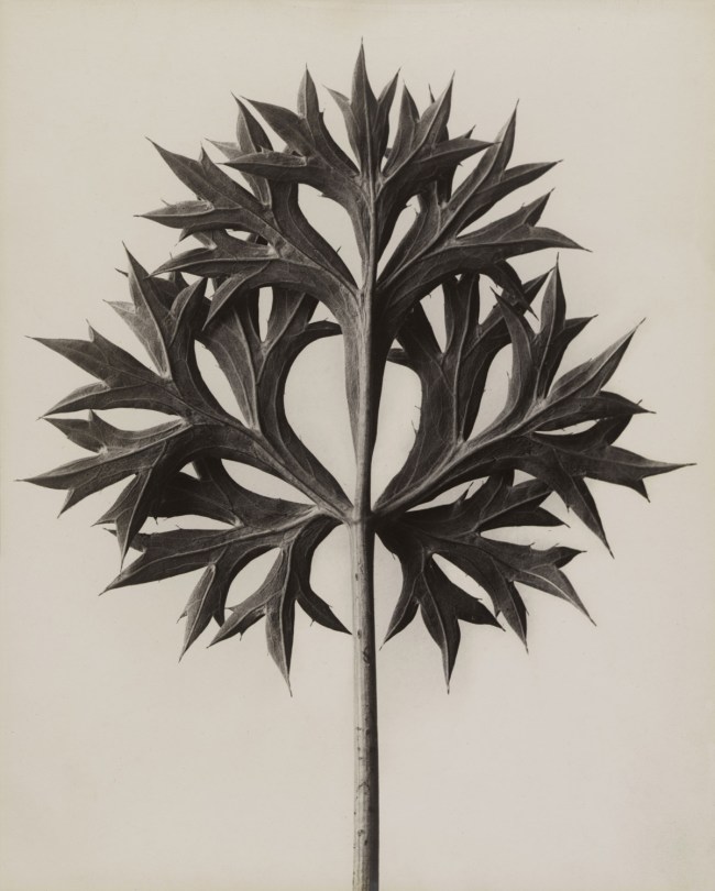 Karl Blossfeldt (German, 1865-1932) 'Eryngium bourgatii. Bourgatis Eryngo' before 1928
