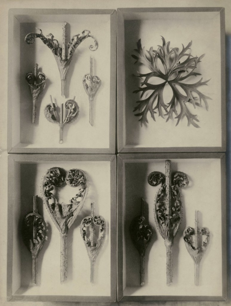 Karl Blossfeldt (German, 1865-1932) 'Four Herbariums with groomed Thistels and Delphinium' undated from the exhibition 'Karl Blossfeldt. From Nature's Studio' at Pinakothek der Moderne, Munich, July - October, 2015