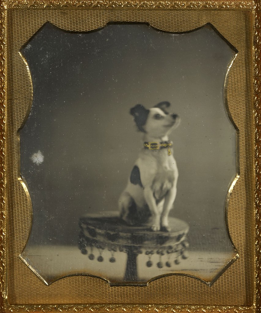Unknown maker (American) '[Dog sitting on a table]' c. 1854