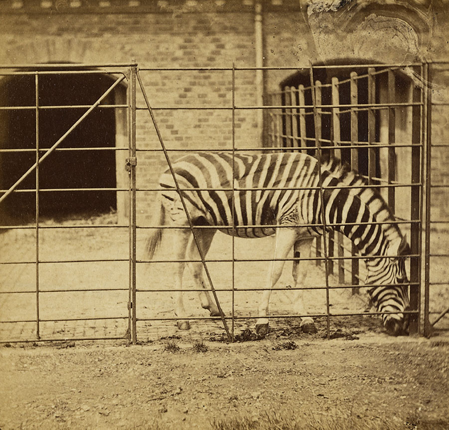 Frank Haes (British, 1832-1916) 'The Zebra, Burchell's, or Dauw. (Asinus Burchellii.)' c. 1865 (detail)