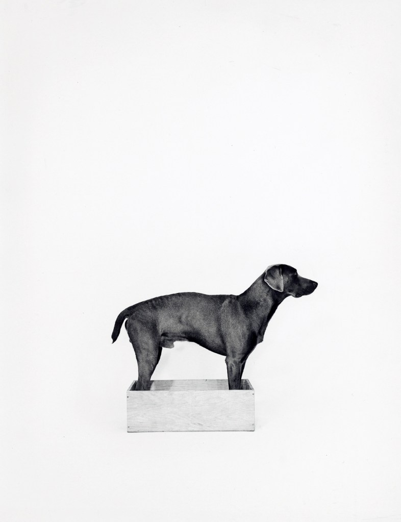 William Wegman (American, b. 1943) 'In the Box/Out of the Box [left]' 1971