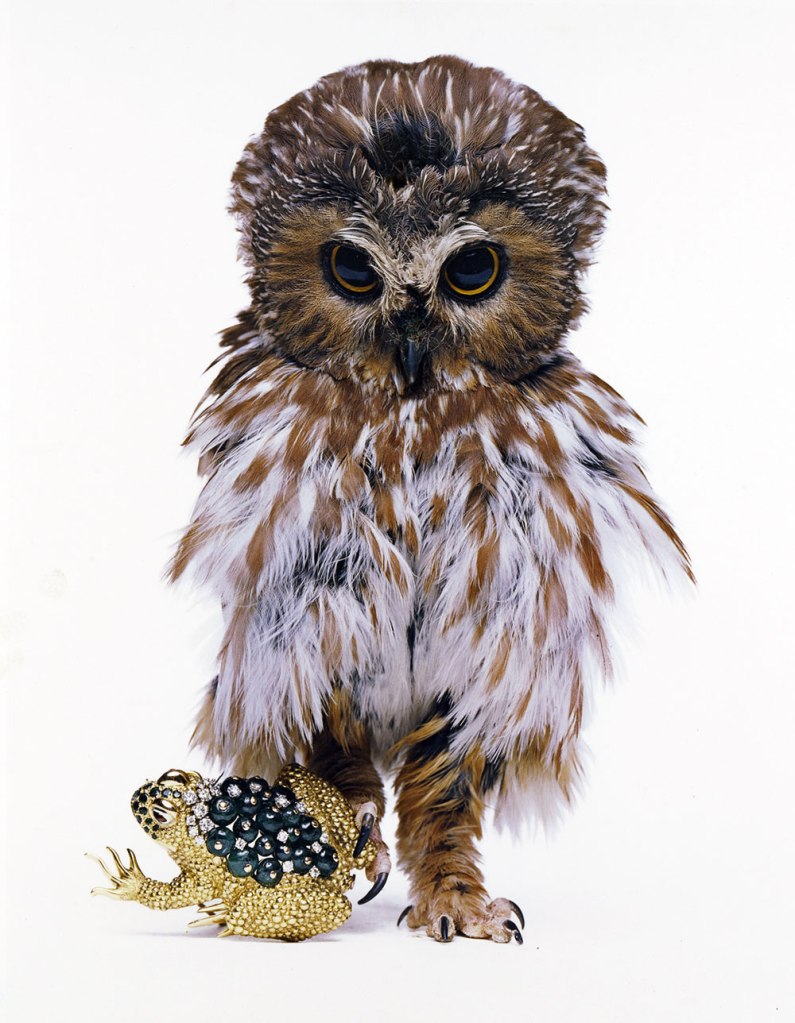 Hiro (American born China, 1930-2021) 'David Webb, Jeweled Toad, New York, 1963' 1963