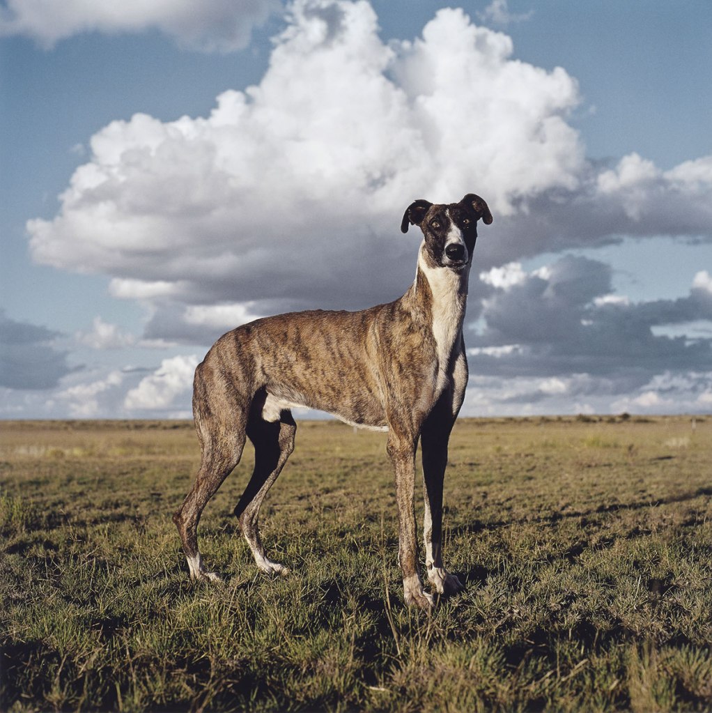 Daniel Naudé (South African, b. 1984) 'Africanis 17. Danielskuil, Northern Cape, 25 February 2010' 2010 from the exhibition 'In Focus: Animalia' at the J. Paul Getty Museum, Getty Center, Los Angeles, May - Oct, 2015