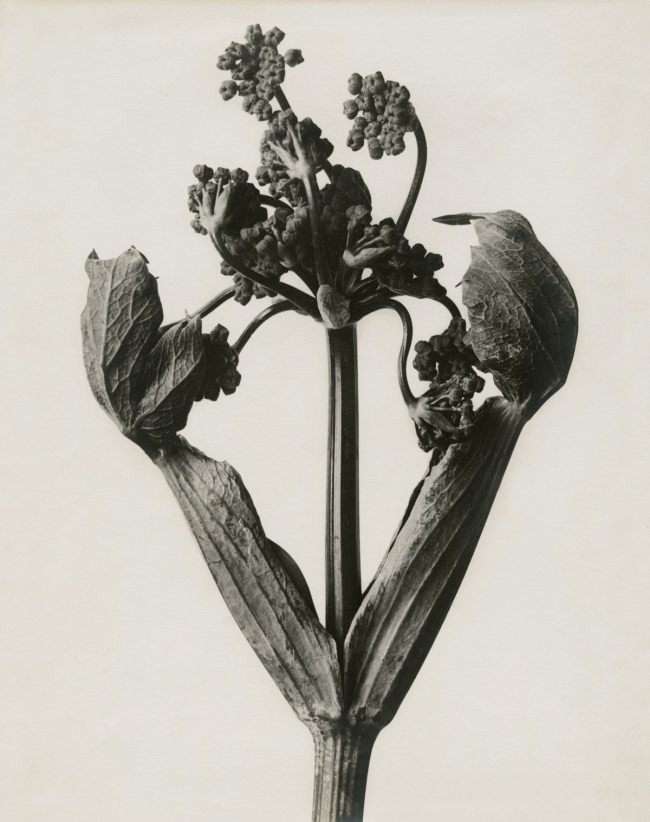 Karl Blossfeldt (German, 1865-1932) Heracleum sphondylium. Hogweed' 1898-1932