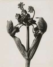  Karl Blossfeldt From Nature s Studio Pinakothek Der Moderne Munich