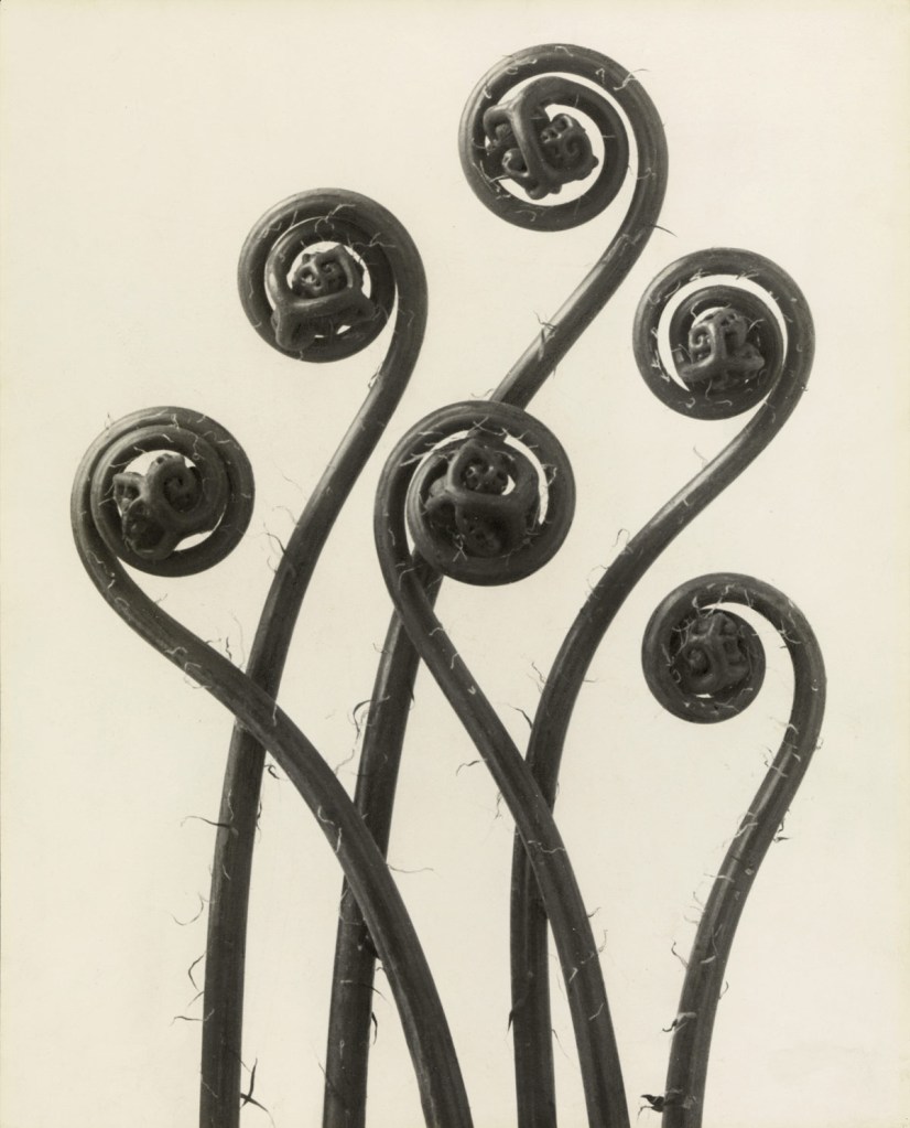 Karl Blossfeldt Dipsacus LaciniatusArt Blart Art And Cultural Memory Karl Blossfeldt Dipsacus LaciniatusArt Blart Art And Cultural Memory
