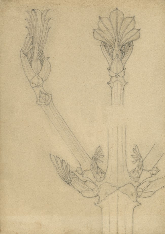 Karl Blossfeldt (German, 1865-1932) 'Nature study (chestnut)' 1890s