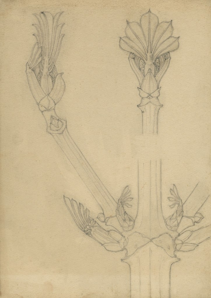 Karl Blossfeldt (German, 1865-1932) 'Nature study (chestnut)' 1890s