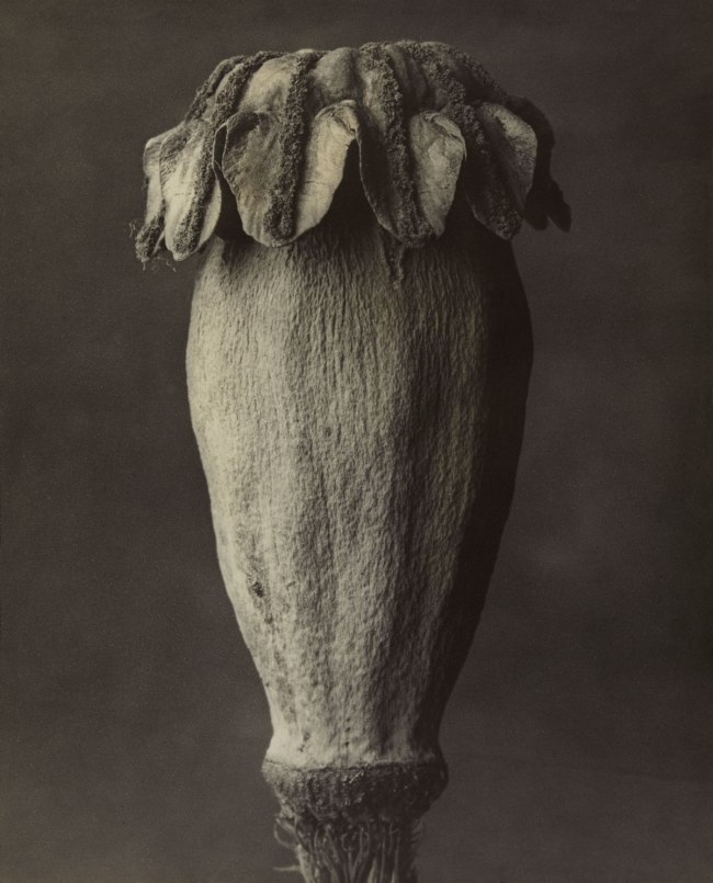 Karl Blossfeldt (German, 1865-1932) 'Papaver orientale. Oriental Poppy' before 1928