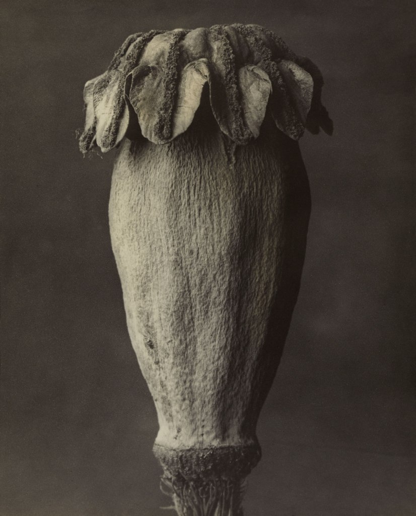 Karl Blossfeldt (German, 1865-1932) 'Papaver orientale - Oriental Poppy' before 1928