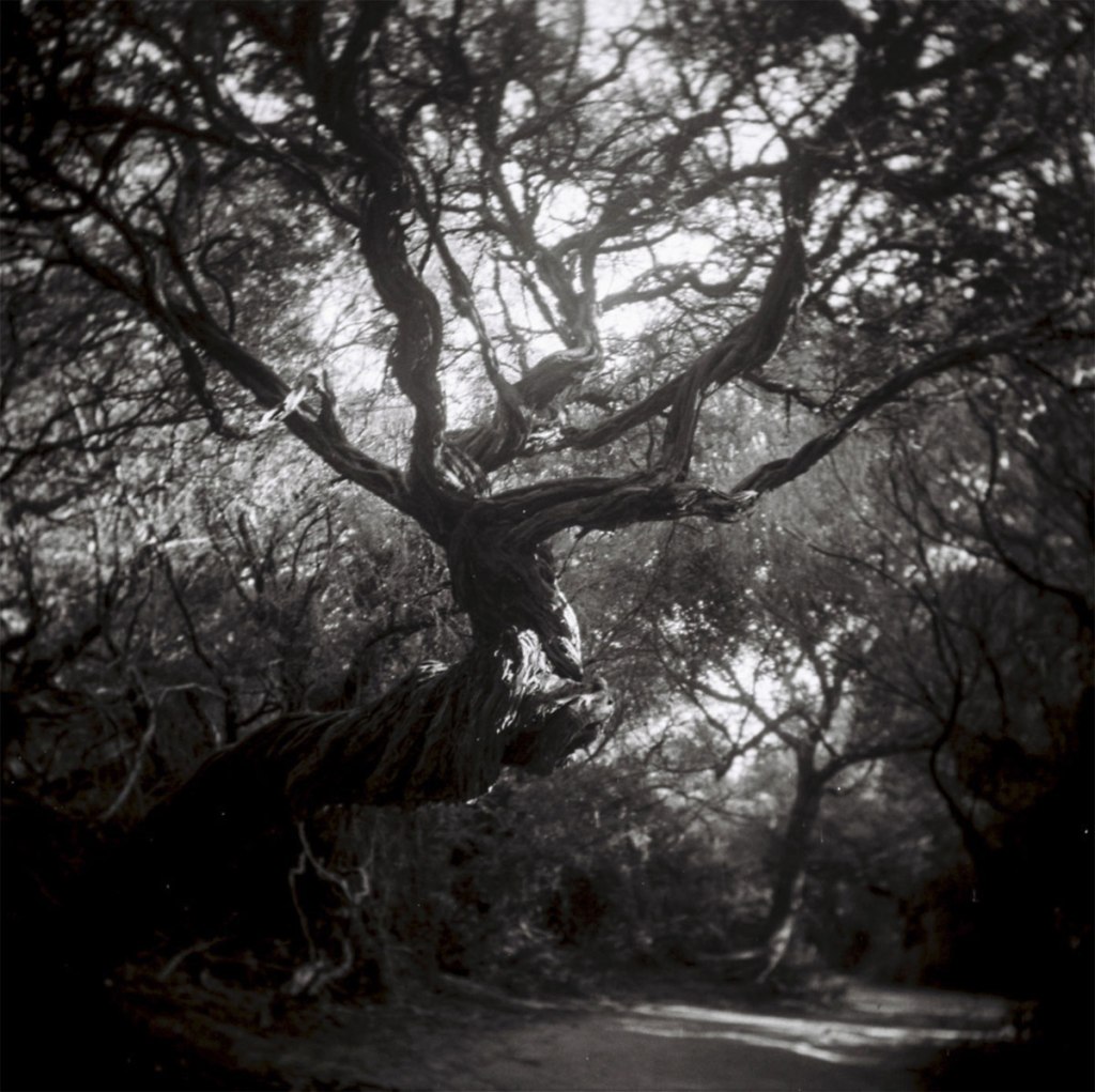 Virginia Cummins. 'Gone tender, river's edge' 2015 Virginia Cummins. 'Gone tender, river's edge' 2015