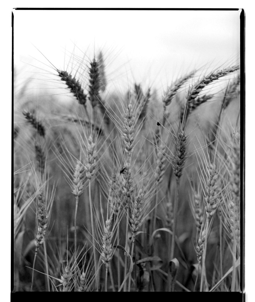 Marcus Bunyan (Australian, b. 1958) 'Untitled' 1994