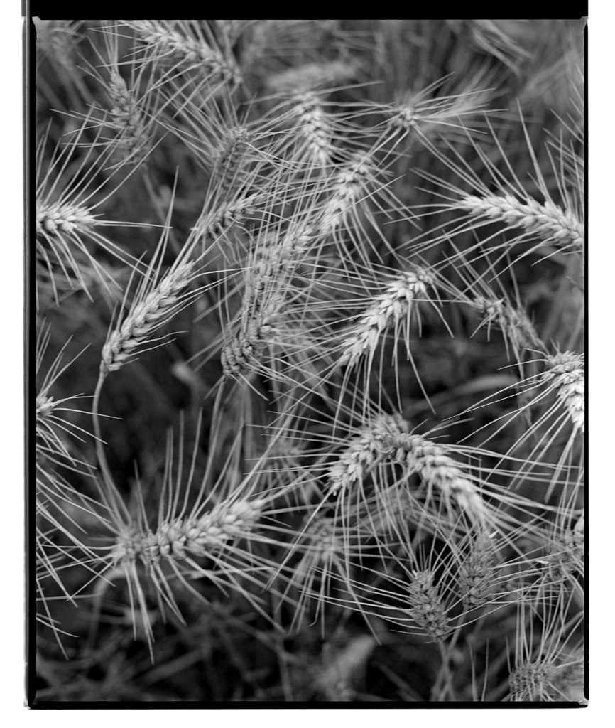 Marcus Bunyan (Australian, b. 1958) 'Untitled' 1994