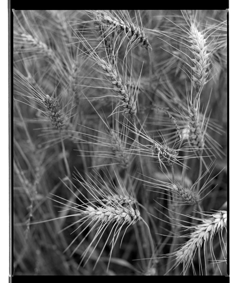 Marcus Bunyan. 'Untitled' 1993