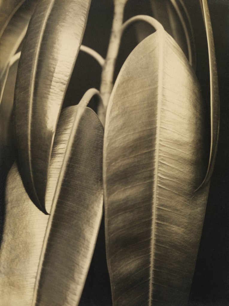 Aenne Biermann (German, 1898-1933) 'Ficus elastic: Rubber Plant' (Ficus elastic: Gummibaum), c. 1927 Aenne Biermann (German, 1898-1933) 'Ficus elastic: Rubber Plant' (Ficus elastic: Gummibaum), c. 1927