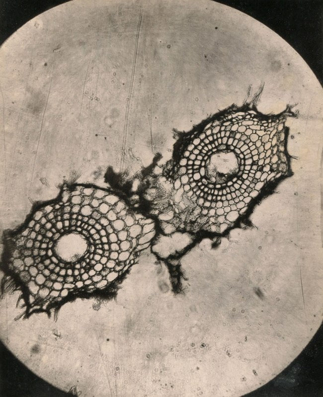 L. Olivier. 'Recherches sur l'appareil tégumentaire des racines Marsilea Quadrifolia' (Photomicrographic plate), 1881