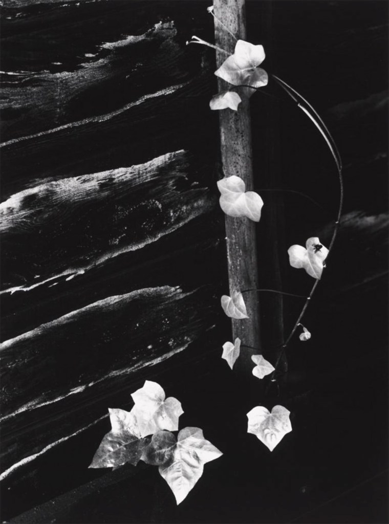 Minor White (American, 1908-1976) 'Ivy, Portland, Oregon' 1964