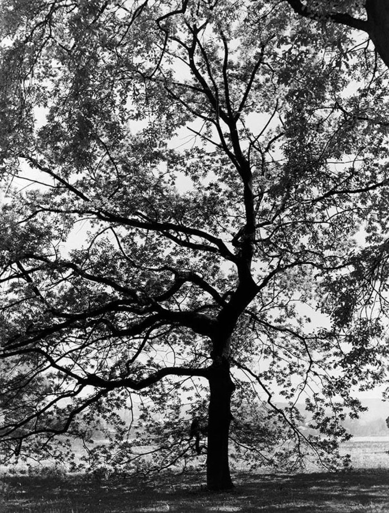 Werner Bischof (Swiss, 1916-1954) 'Oak Tree' Switzerland, c. 1941 from the exhibition 'Werner Bischof: Point of View' and 'Helvetica' at the Musée de l'Elysée, Lausanne, Jan - May, 2016