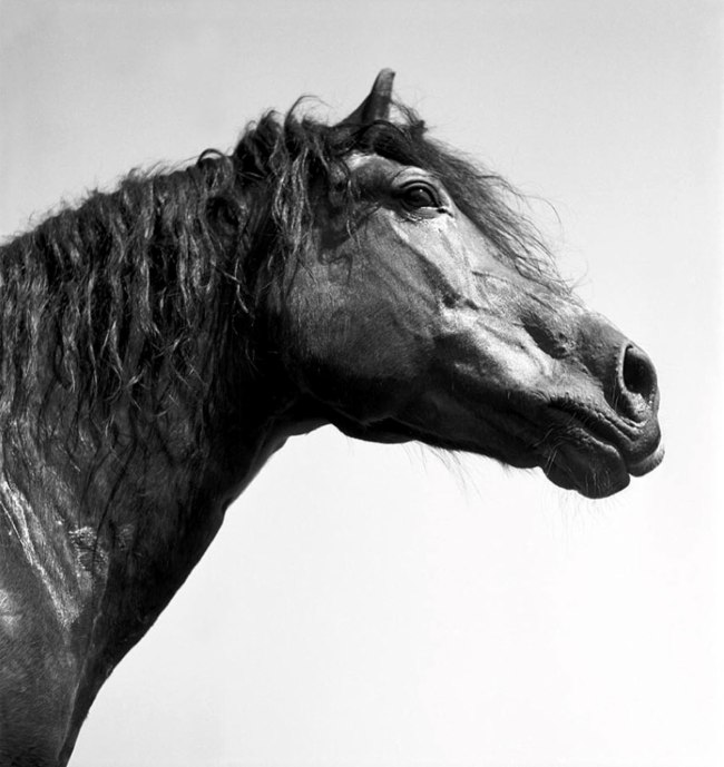 Werner Bischof (Swiss, 1916-1954) 'Stallion Remus' Avenches, Switzerland 1944