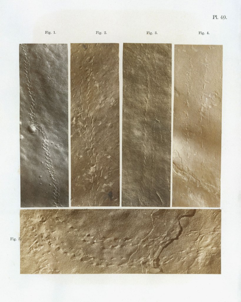 Dr James Deane (American, 1801-1858) 'Ichnographs from the Sandstone of Connecticut River' 1861