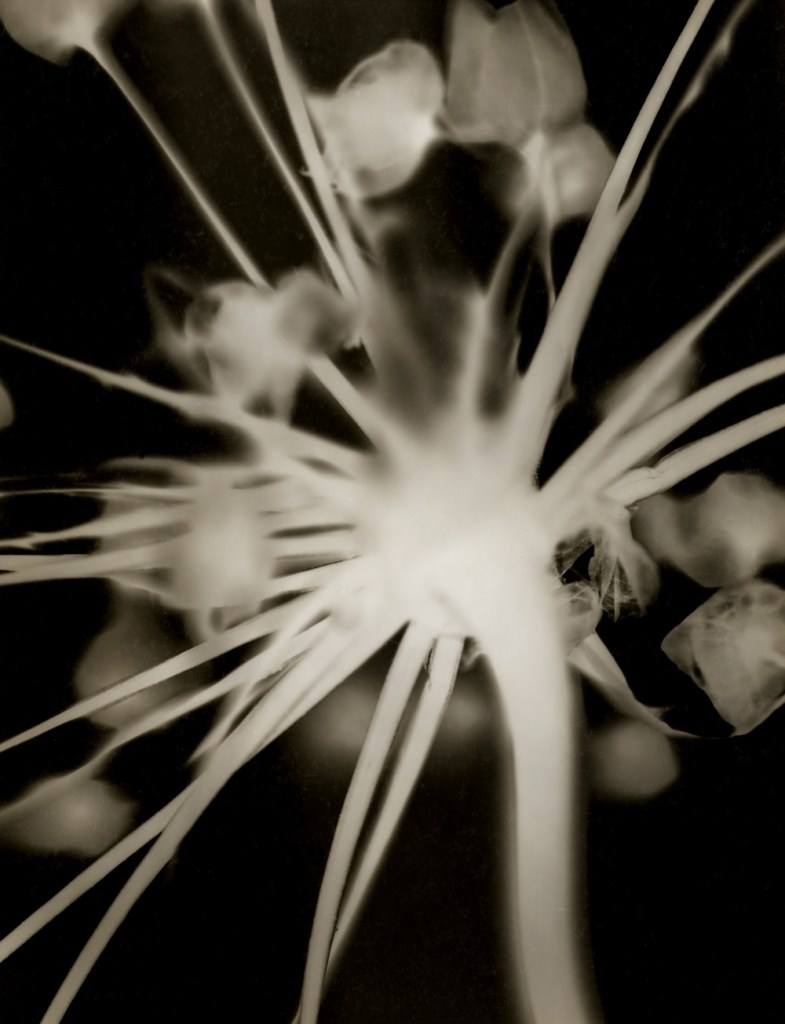 François Kollar (French born Slovakia, 1904-1979) 'Fleur d'ail' (Garlic flower) 1930