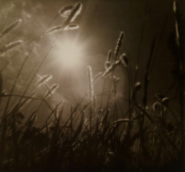 Olive Cotton (Australian, 1911-2003) 'Grass at sundown' 1939 Olive Cotton (Australian, 1911-2003) 'Grass at sundown' 1939
