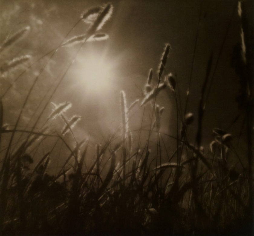 Olive Cotton (Australian, 1911-2003) 'Grass at sundown' 1939
