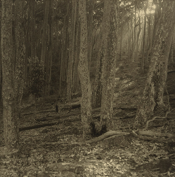 Olive Cotton (Australian, 1911 - 2003) 'The way through the trees' 1938