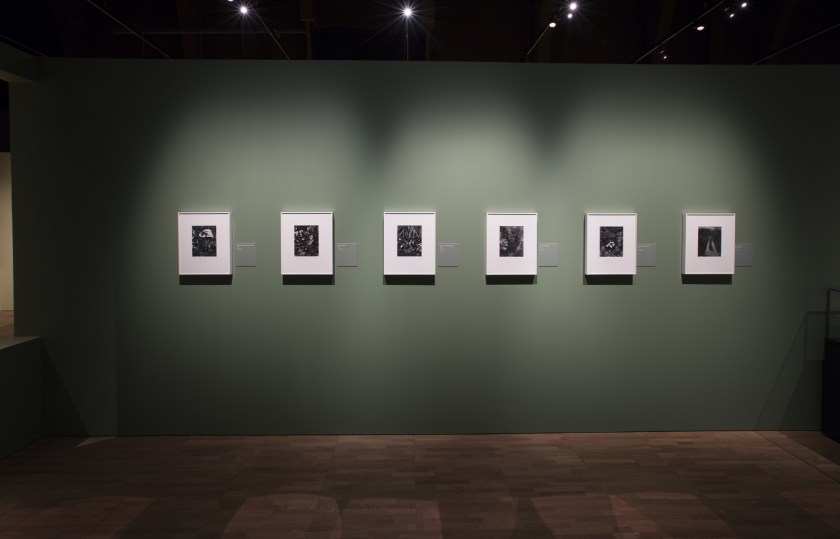 Installation photograph of the exhibition 'Paul Strand: Photography and Film for the 20th Century' at the Victoria & Albert Museum, London