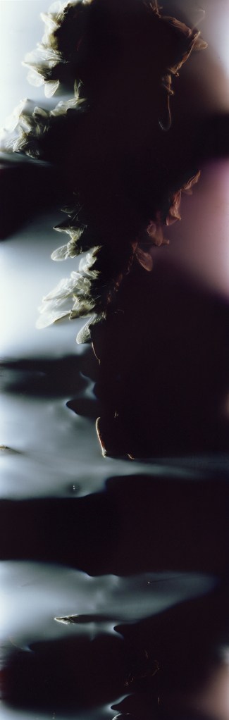 Anne Noble (New Zealand, b. 1954) 'Bruissement: Bee Wing Photograms #10' 2015