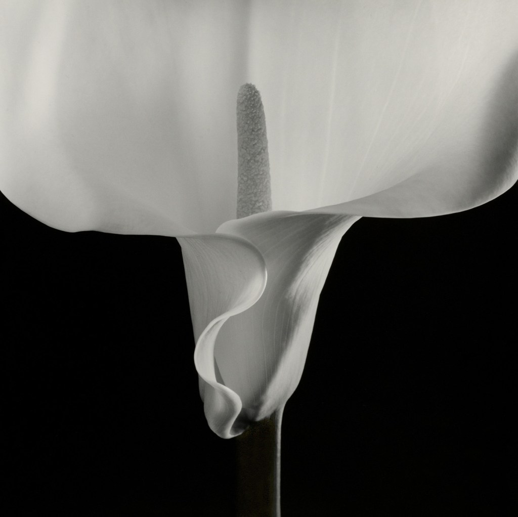 Robert Mapplethorpe (American, 1946-1989) 'Calla Lily' 1988