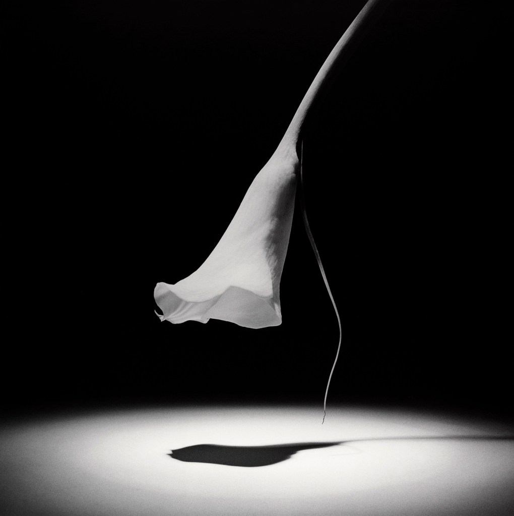 Robert Mapplethorpe (American, 1946-1989) 'Calla Lily' 1986