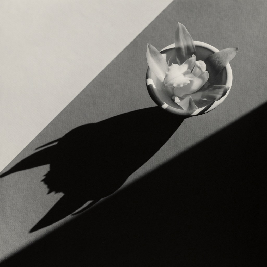 Robert Mapplethorpe (American, 1946-1989) 'Orchid' 1987