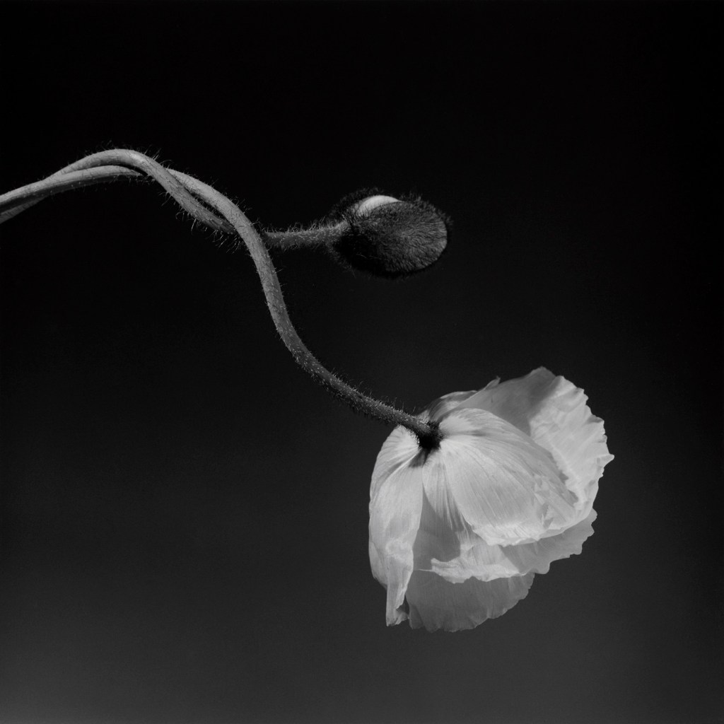 Robert Mapplethorpe (American, 1946-1989) 'Poppy' 1988