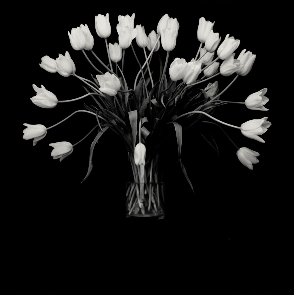 Robert Mapplethorpe (American, 1946-1989) 'Tulips' 1988