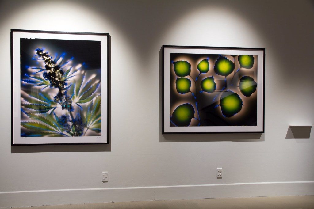 Installation view of Robert L. Buelteman. ‘Cannabis sativa’ 2002 (left) and ‘Eucalyptus polyanthemos’ 2000 (right)
