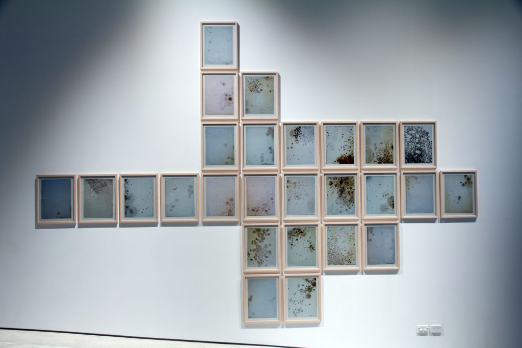 Installation view of Joyce Campbell ‘LA Bloom’ 2002 part of the exhibition 'Emanations: The Art of the Cameraless Photograph' at the Govett-Brewster Art Gallery