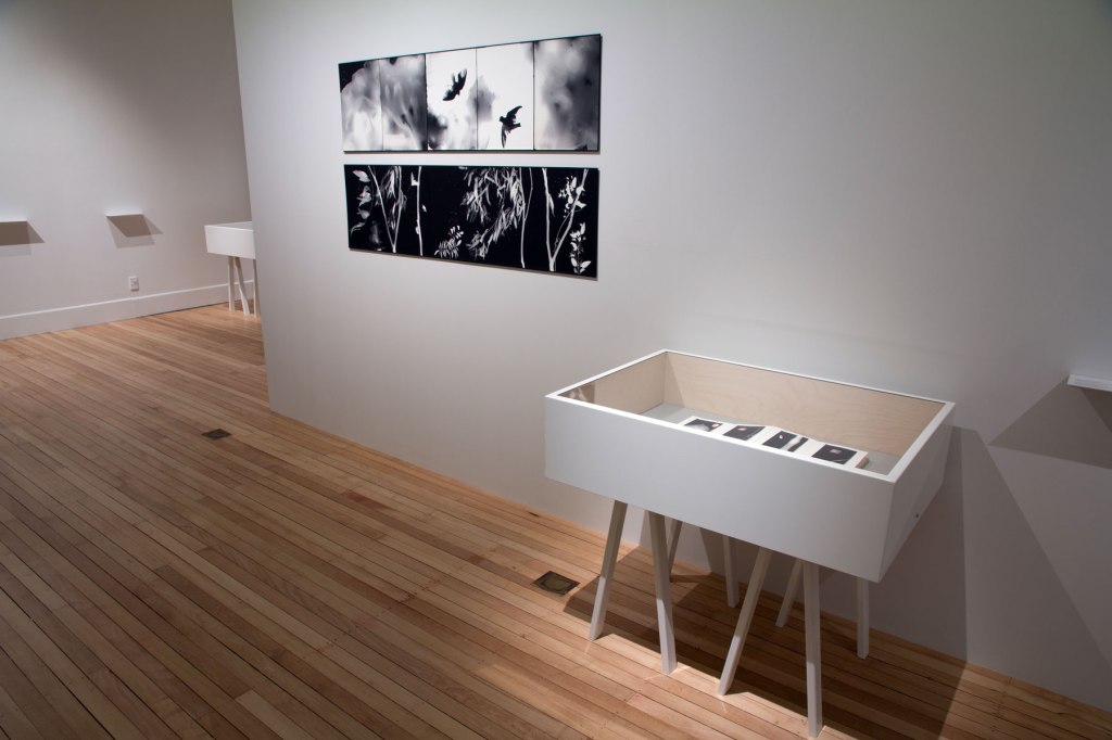 Installation view of the exhibition 'Emanations: The Art of the Cameraless Photograph' at the Govett-Brewster Art Gallery
