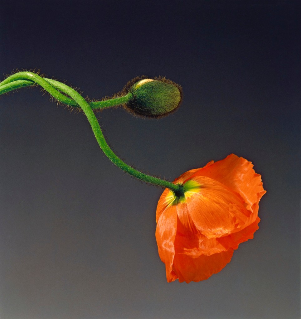 Robert Mapplethorpe (American, 1946-1989) 'Poppy' 1988