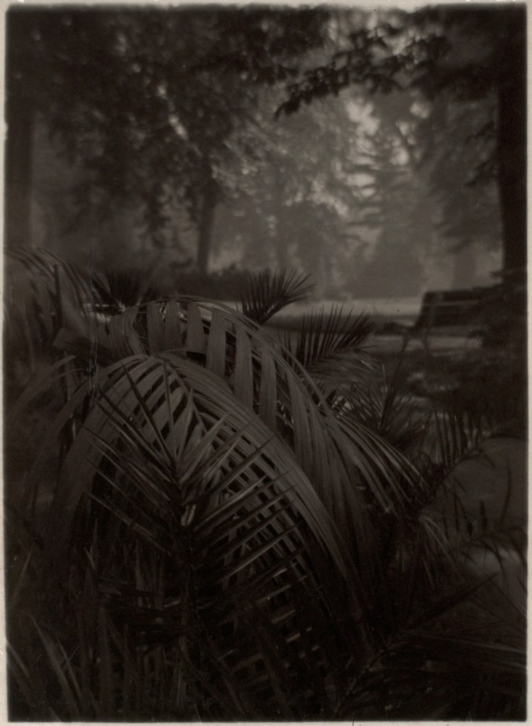 Josef Sudek (Czech, 1896-1976) 'Le Jardin Royal' [The Royal Garden] c. 1940-1946