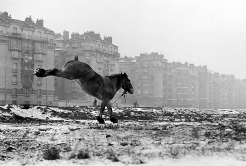 Sabine Weiss. 'Cheval, Porte de Vanves' Paris, 1952